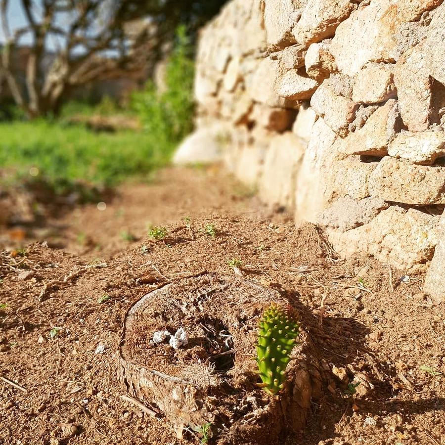 Villa Sprafundu La Maddalena  Eksteriør bilde